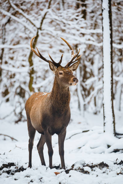istock Red Deer Cervus elaphus buck in the winter forest 1091465122
