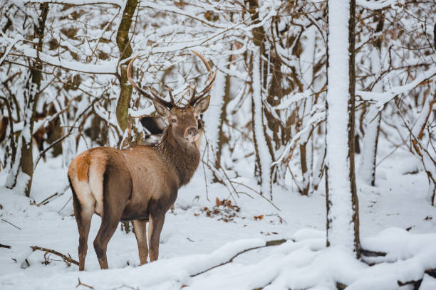 istock Red Deer Cervus elaphus buck in the winter forest 1091465204