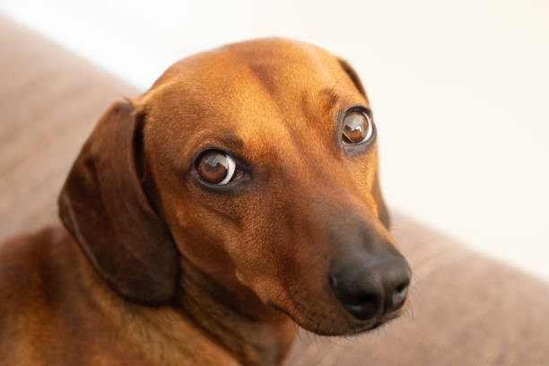 istock Dachshund dog looking behind at camera 1091470586