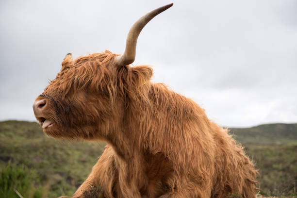 istock Highland Cows in Scotland 1091472198