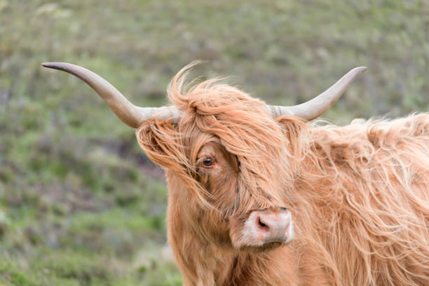 istock Highland Cows in Scotland 1091472272