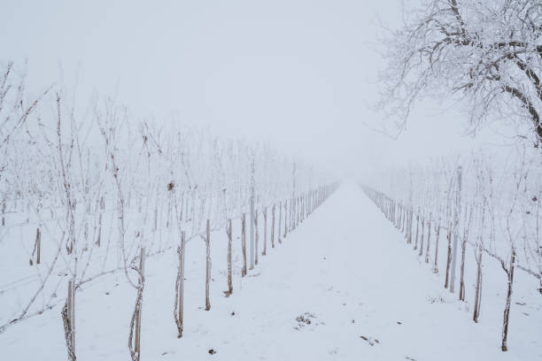 istock Winter frosty vineyard landscape 1091472416