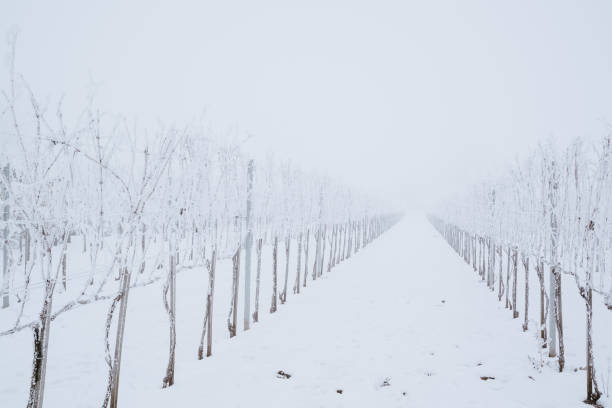 istock Winter frosty vineyard landscape 1091472454