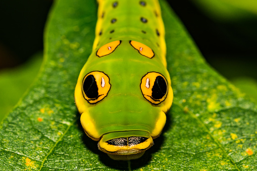 A close up of a 5th instar Spicebush Swallowtail Caterpillar.