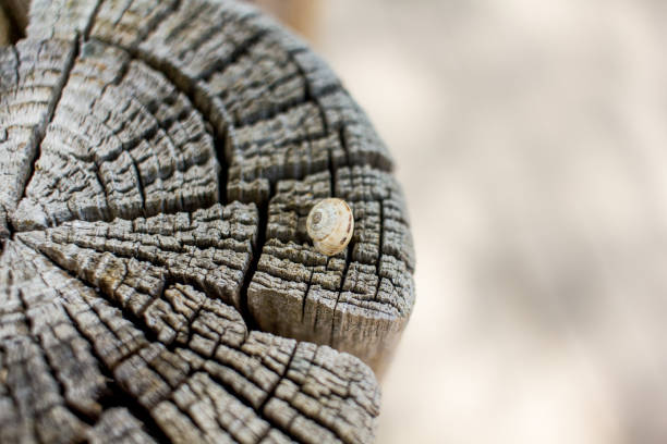 close up of a shell of a snail on an old cut trunk with blurred background