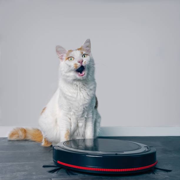 istock Cute tabby cat sitting behind a robot vacuum cleaner and looking funny upwards. 1091474790