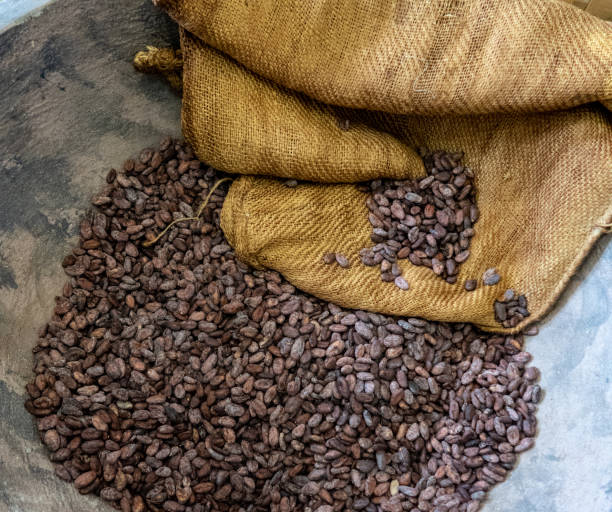 Cacao beans Taken 2017 west indies stock pictures, royalty-free photos & images