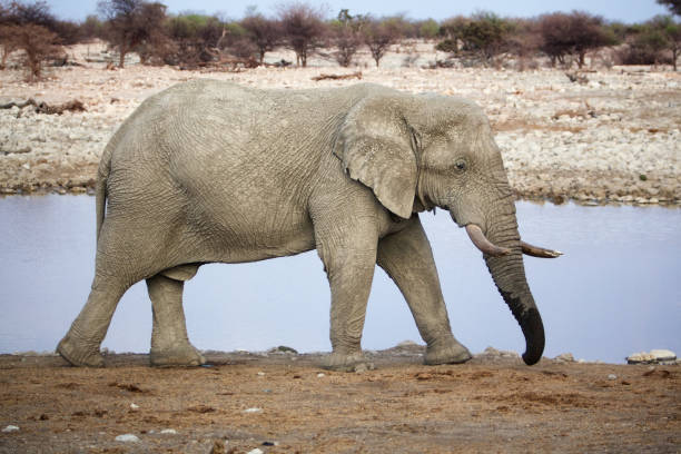 istock Elephant in etosha national park, namibia 1091475734