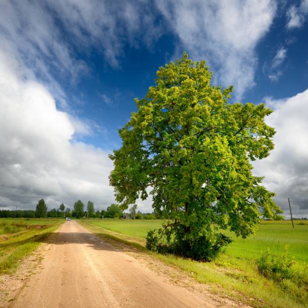 Green field and the road against stormy sky