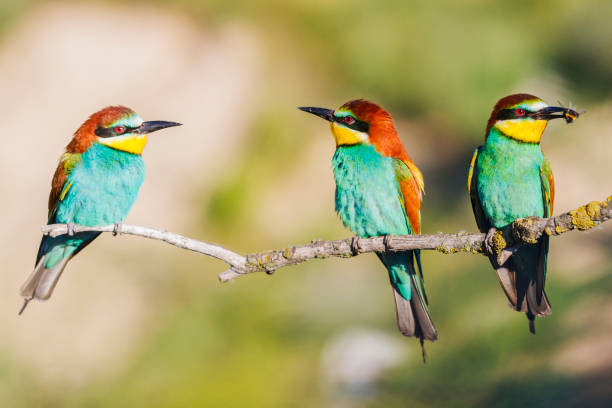 istock beautiful birds sitting on a branch on a sunny day 1091477916