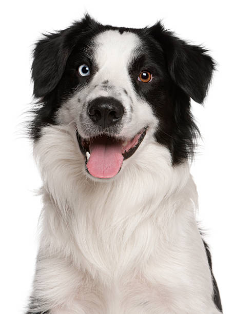 istock Close-up of Border Collie, 14 months old, panting, white background 109147928