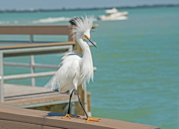 una garceta plumas son rizado por el viento como él está parado en un muelle de pesca. - wading snowy egret egret bird fotografías e imágenes de stock