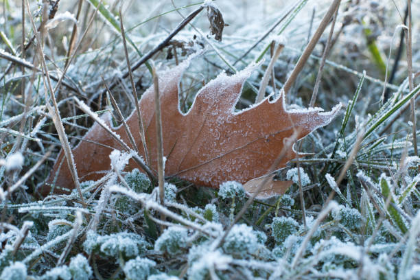 istock Grass covered by ice with frozen leave 1091480502