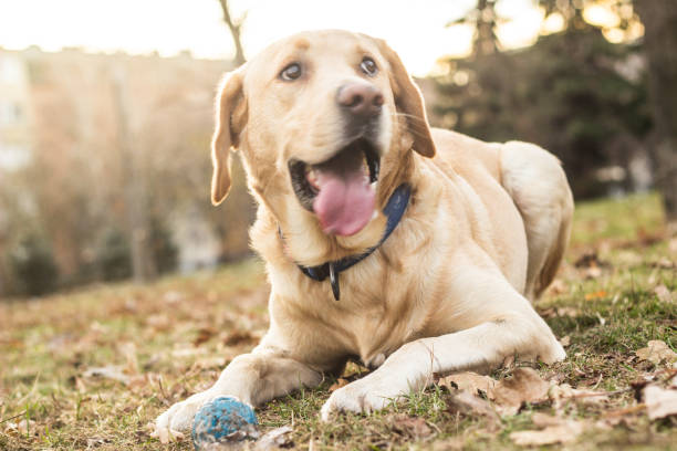 istock Smiling labrador dog in the city park 1091482400