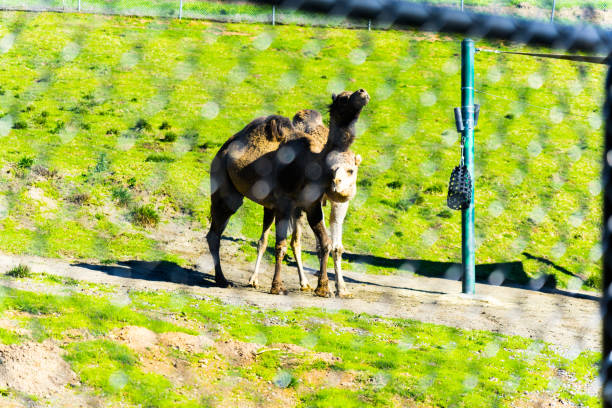 istock Camel - Animal, Living Organism ,Mammals 1091482468