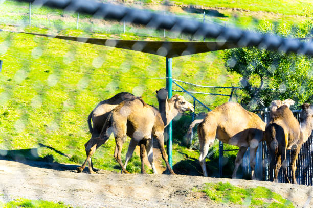 istock Camel - Animal, Living Organism ,Mammals 1091482800