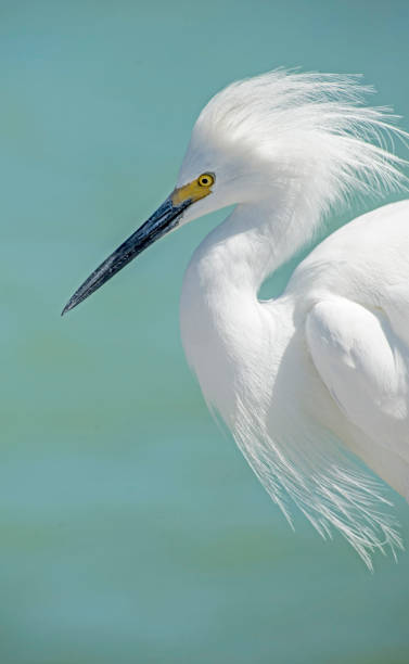 colpo alla testa ravvicinato di una garzetta innevata con uno sfondo blu. - wading snowy egret egret bird foto e immagini stock