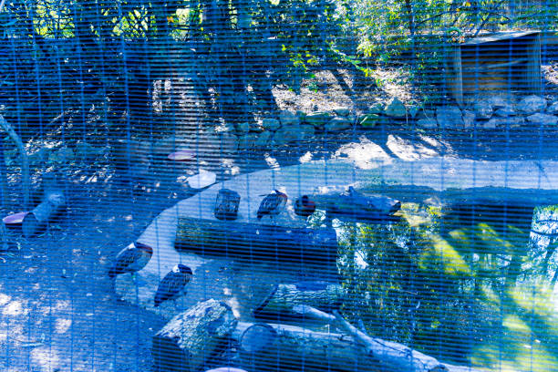 istock birds - in the zoo 1091483648