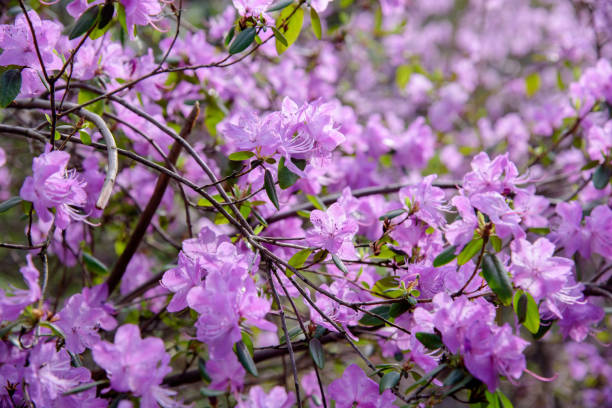 istock rhododendron bush during blossoming 1091485560