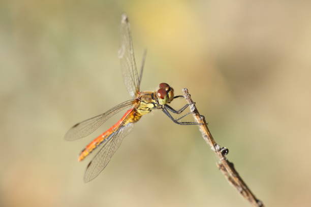 istock Dragonfly Sympetrum sanguineum 1091485792