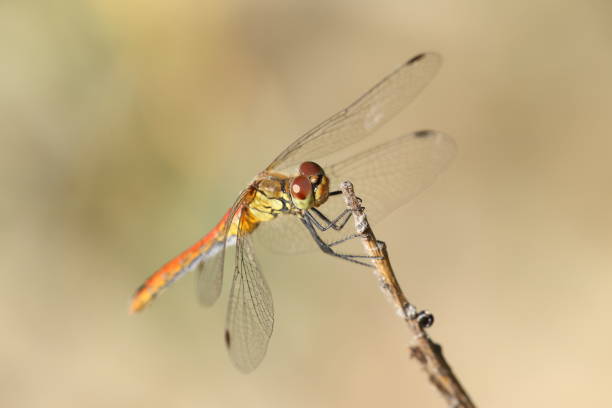 istock Dragonfly Sympetrum sanguineum 1091485884