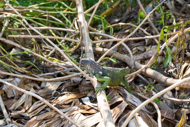 istock Big Iguana sitting on a branch 1091489512