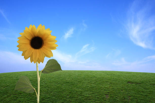 Flowers: Sunflower Still Life