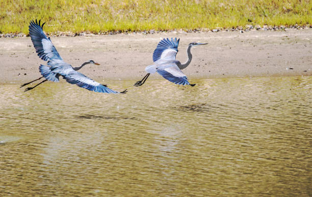 istock Two Great Blue Herons chase each other in a small pond. 1091500700