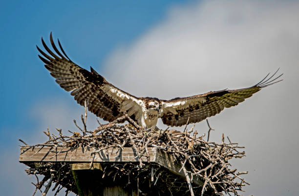 istock An Osprey has her wings spread above her nest. 1091502208