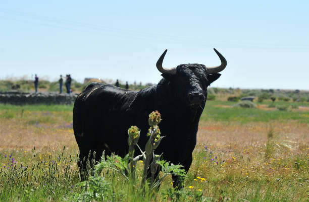 bull in the grass in spain