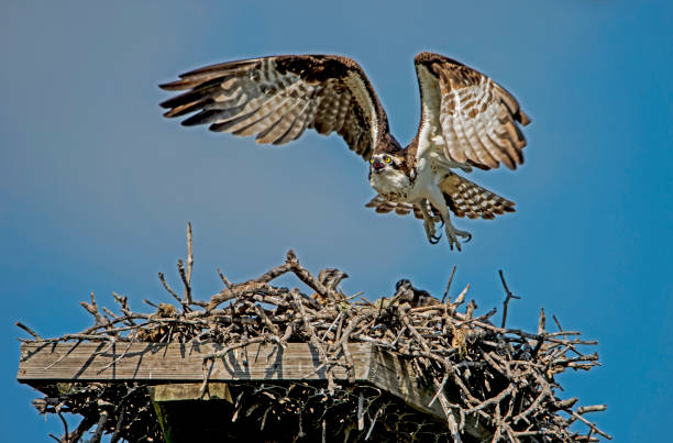istock An Osprey is flying into her nest and her chicks. 1091502568