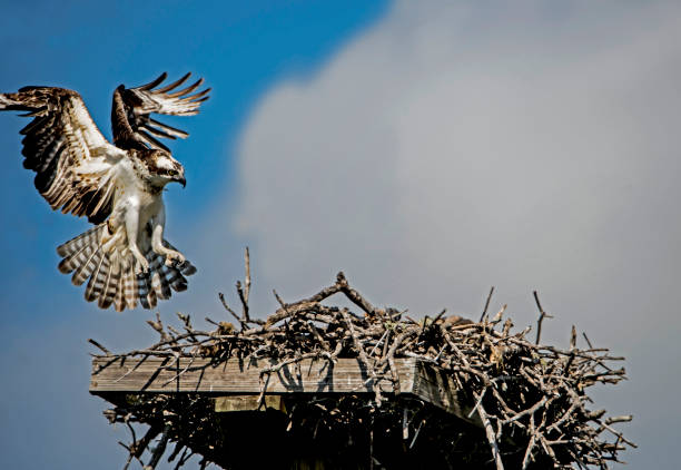 istock An Osprey flying into her nest. 1091502632