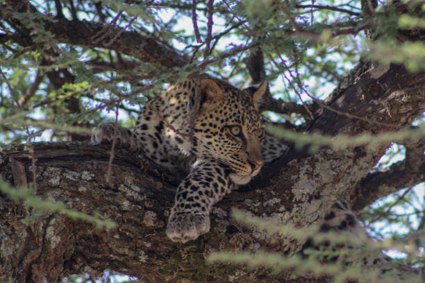 istock leopard resting on a tree in the Serengeti 1091502714