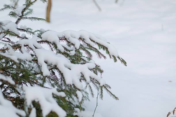 istock Small fir trees covered with snow in a forest 1091503194