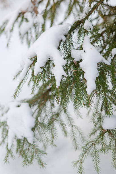 istock Small fir trees covered with snow in a forest 1091503216