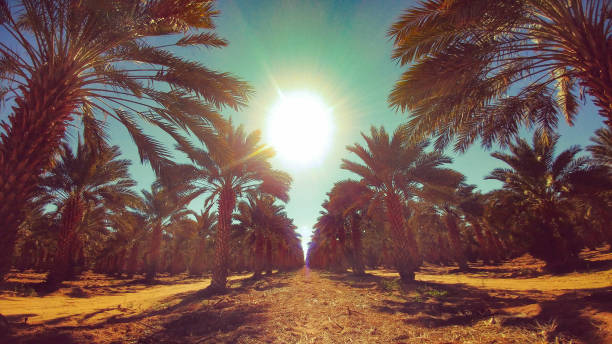 Sunshine among the palms Sun shining among cultivated date palms yuma photos stock pictures, royalty-free photos & images