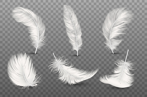 Vector 3d Realistic Different Falling White Fluffy Twirled Feather Set Closeup Isolated on Transparency Grid Background. Design Template, Clipart of Angel or Bird Detailed Feather in Various Shapes.