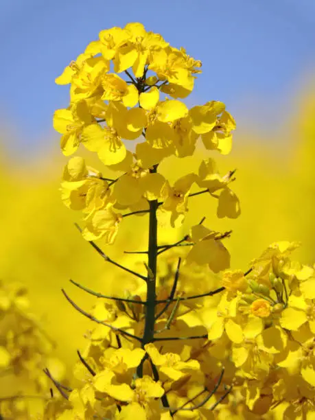 Rapeseed blossom detail