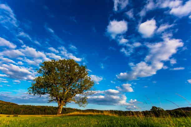 arbre contre ciel nuage dramatique - autumn sun oak tree photos et images de collection