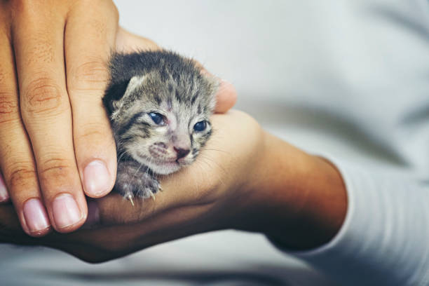 istock cute little cat in human hands 1091505766