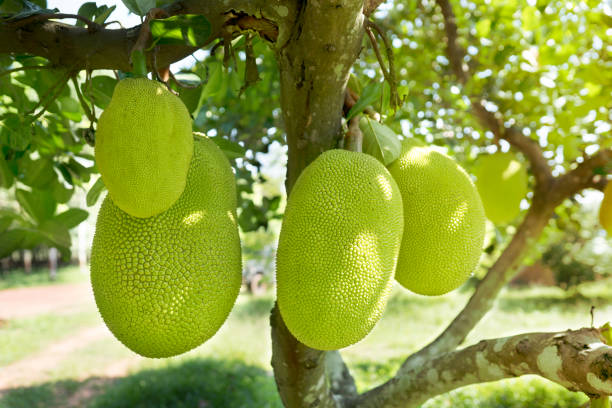 istock Jackfruits  in the garden 1091505894
