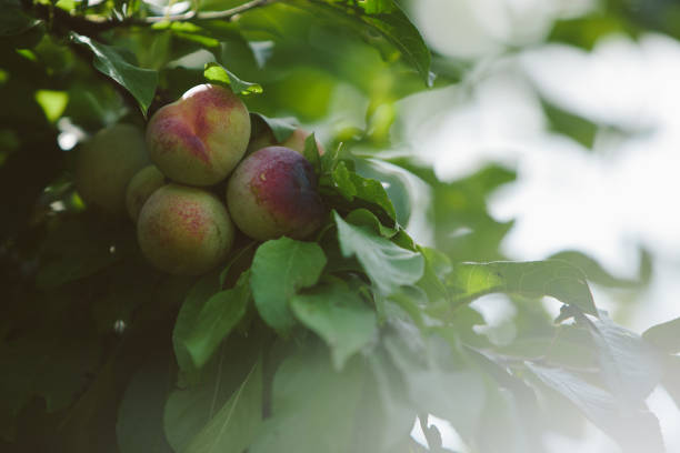 manzanas en un árbol - foto de stock