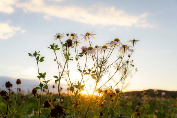 Marguerite and clover in sunset light