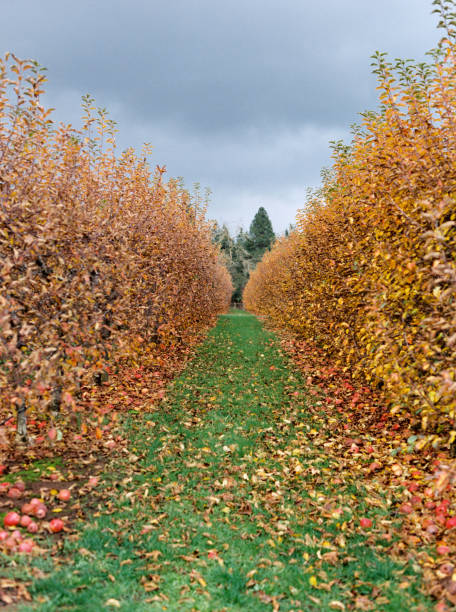hilera de árboles de manzana en otoño - foto de stock