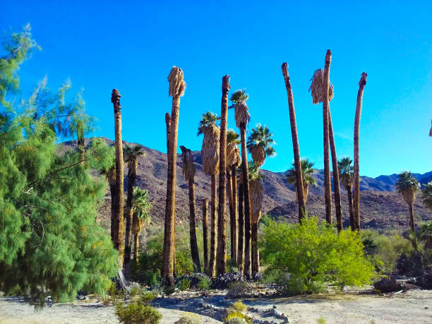 istock Dying palm trees at desert oasis 1091510814