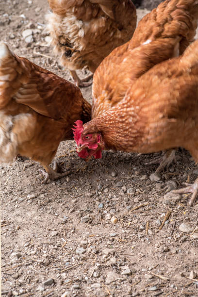 istock Little Brown Laying Hens Feeding 1091511008