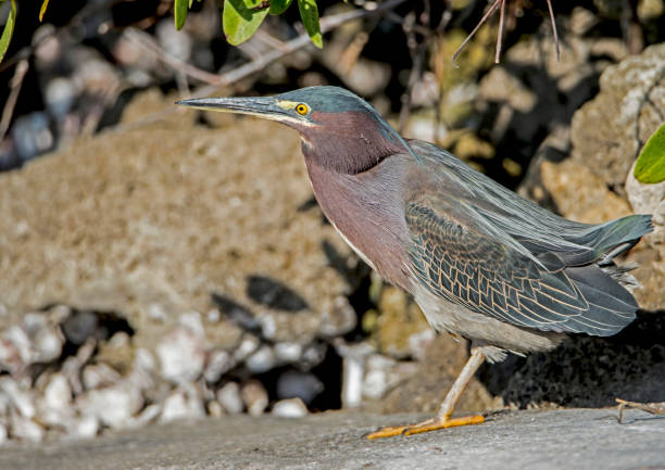 istock A Yellow-Crowned Night Heron watching for crabs. 1091511148