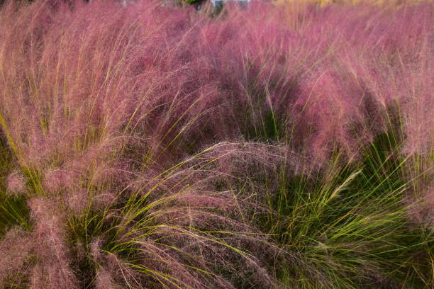Magenta and Green Grass Huntington Library, Art Collections and Botanical Gardens steven harrie stock pictures, royalty-free photos & images