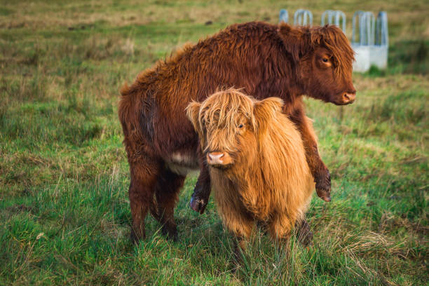 istock Scottish Highland Cow 1091511792