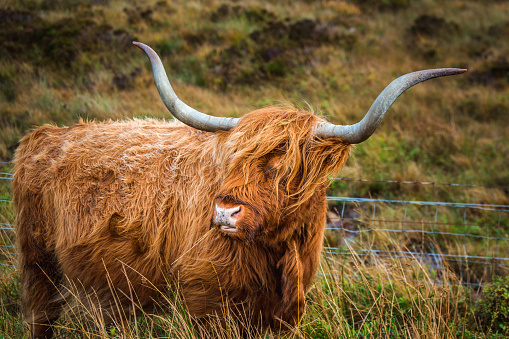 Black Scottish Highland Cow in field with big horns and long hair, Scotland.